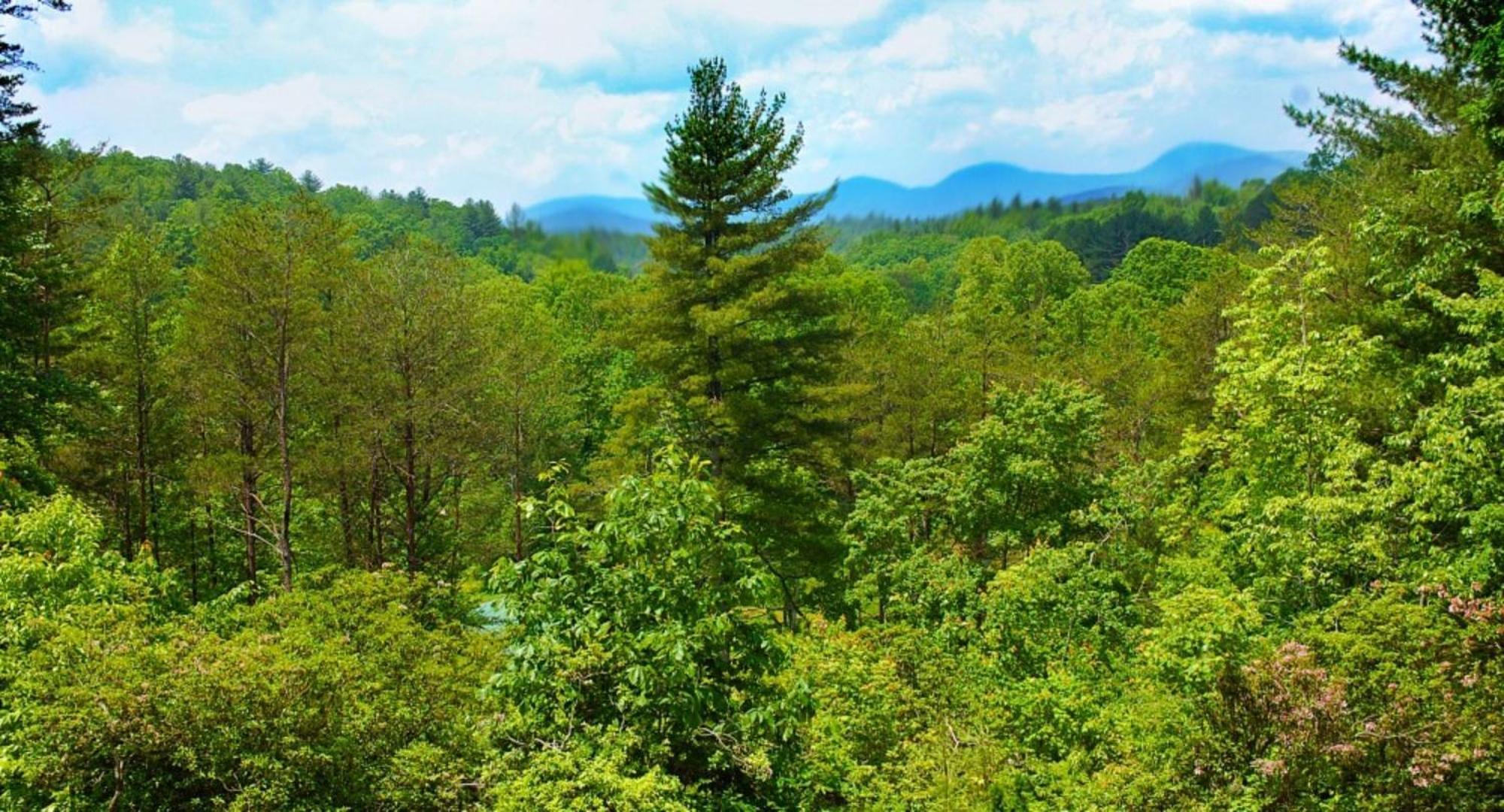 Long Mountain Lodge Bed & Breakfast Dahlonega Luaran gambar